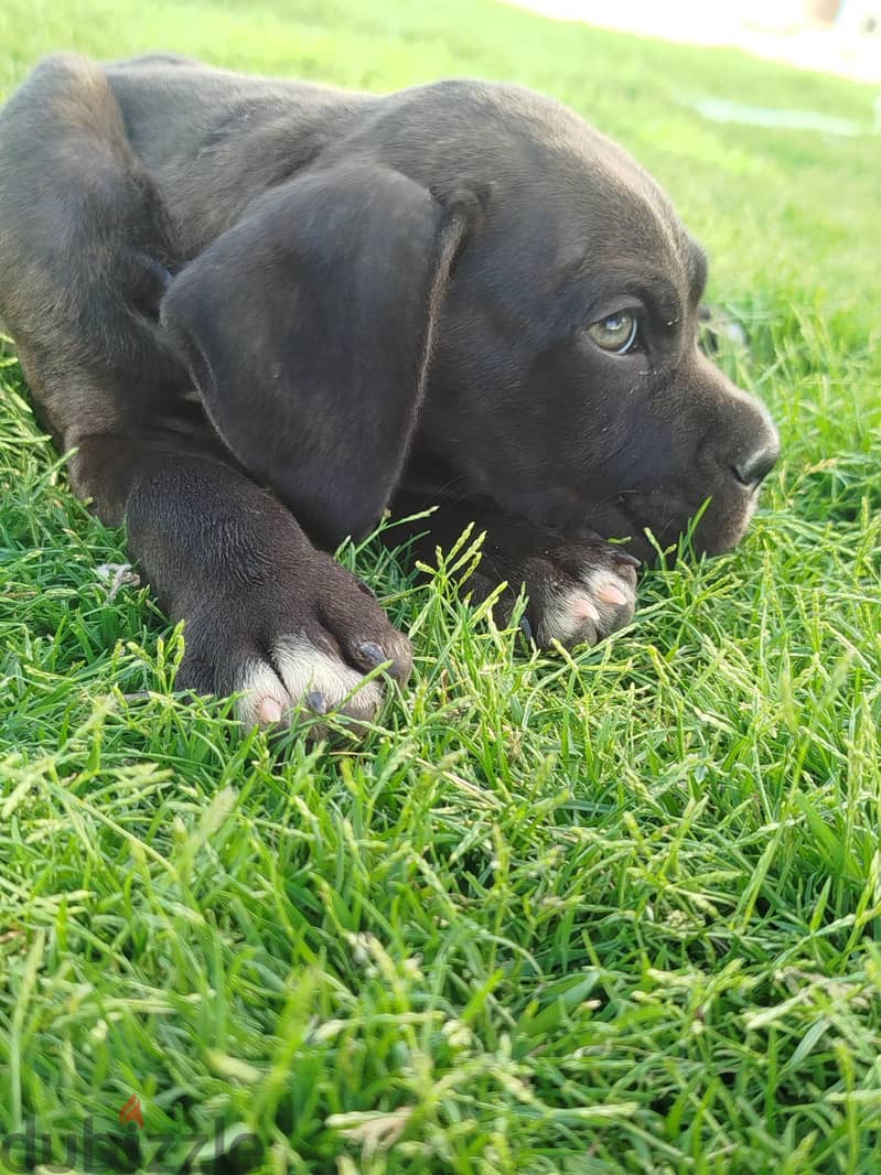 female Cane Corso 2