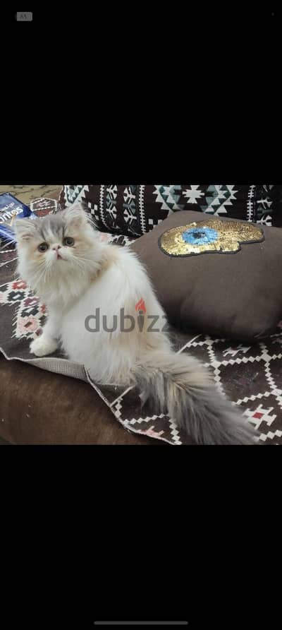 ڤان كاليكو دايلوت منتجه