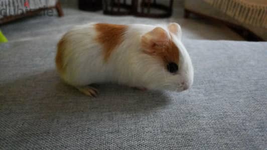 guinea pig