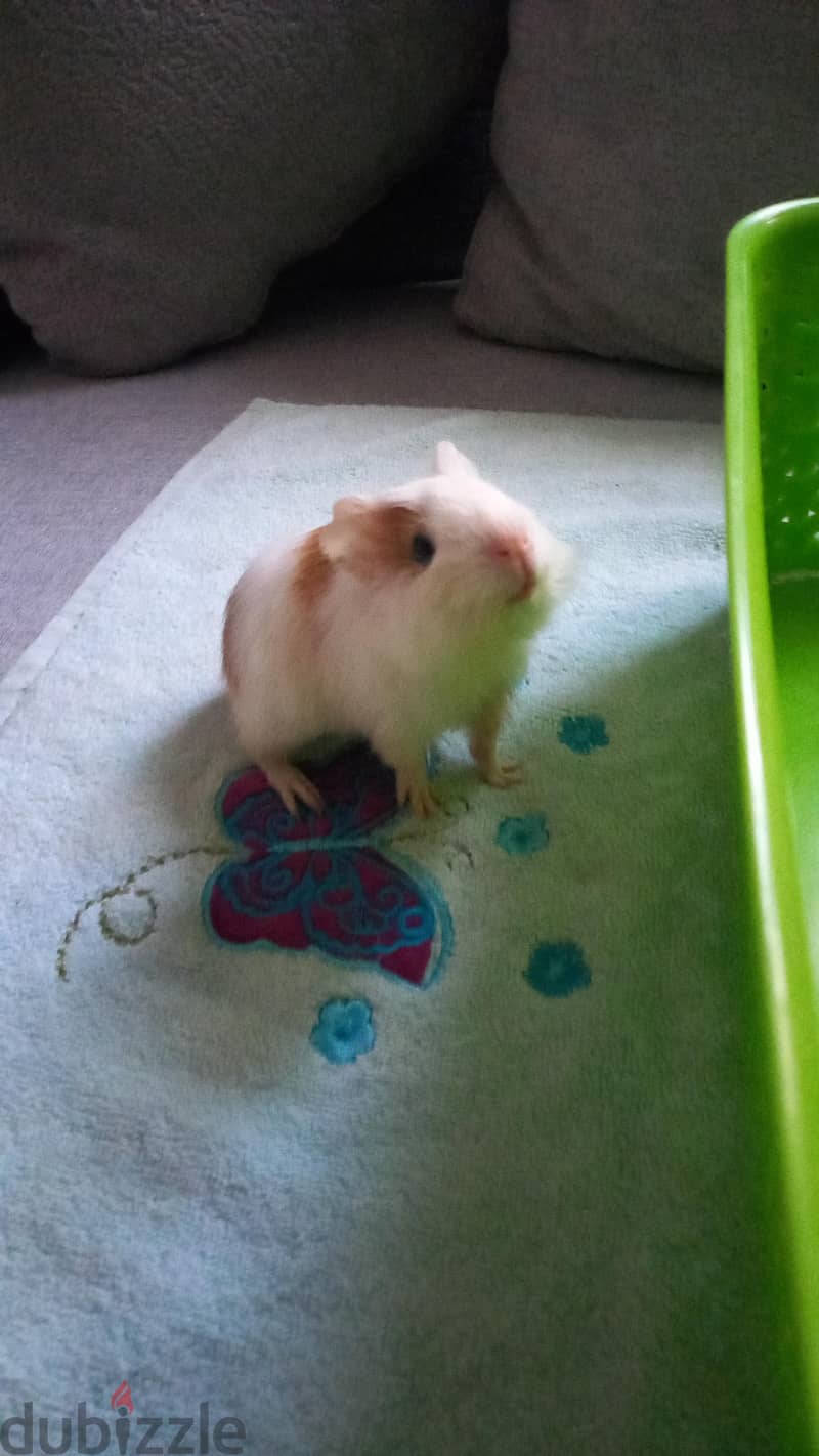 guinea pig 1