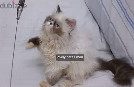 أجمل بنوتة هيمالايا