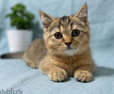 British Shorthair Gold ny25