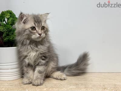 British Longhair