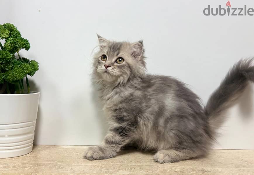 British Longhair 1