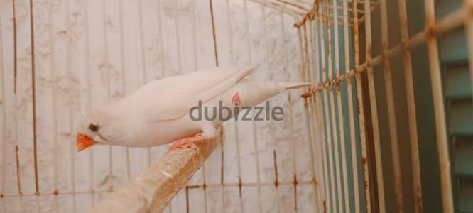 جوز زيبرا