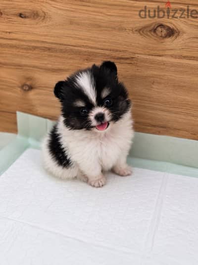 Mini Pomeranian _ بومارينيان