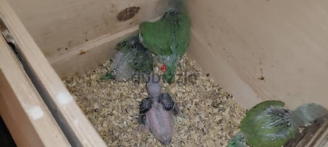 4 فروخ دره هندي لهوات التاكيل اليدوي