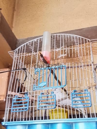عصافير بالمشتملات فواتح