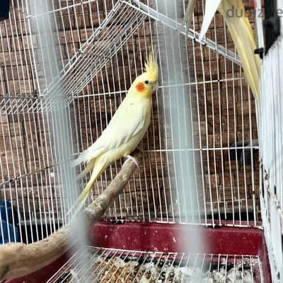 كوكتيل و زيبرا و بناليز و يمام ماسي واقفلص ونقالات