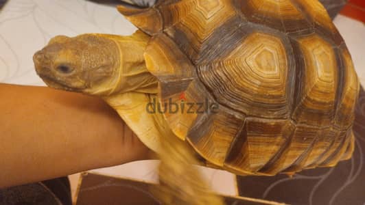 سلحفاه سولكاته