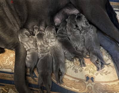 Cane Corso Puppy