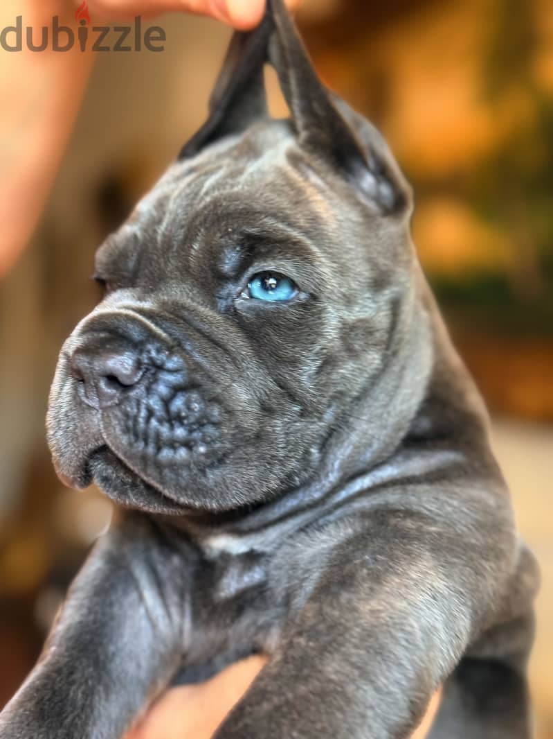 Cane Corso Puppy 1