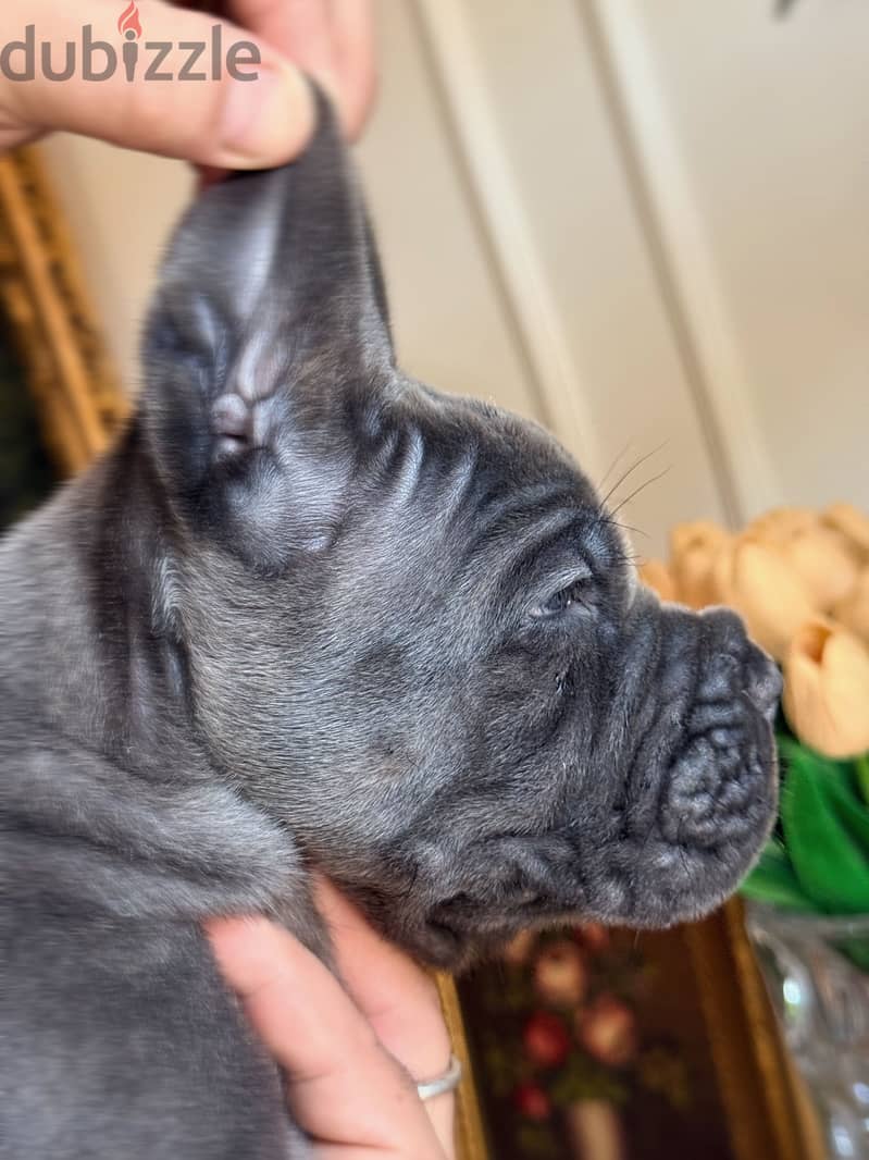 Cane Corso Puppy 2