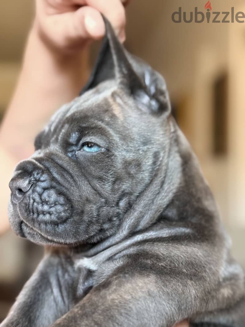 Cane Corso Puppy 3