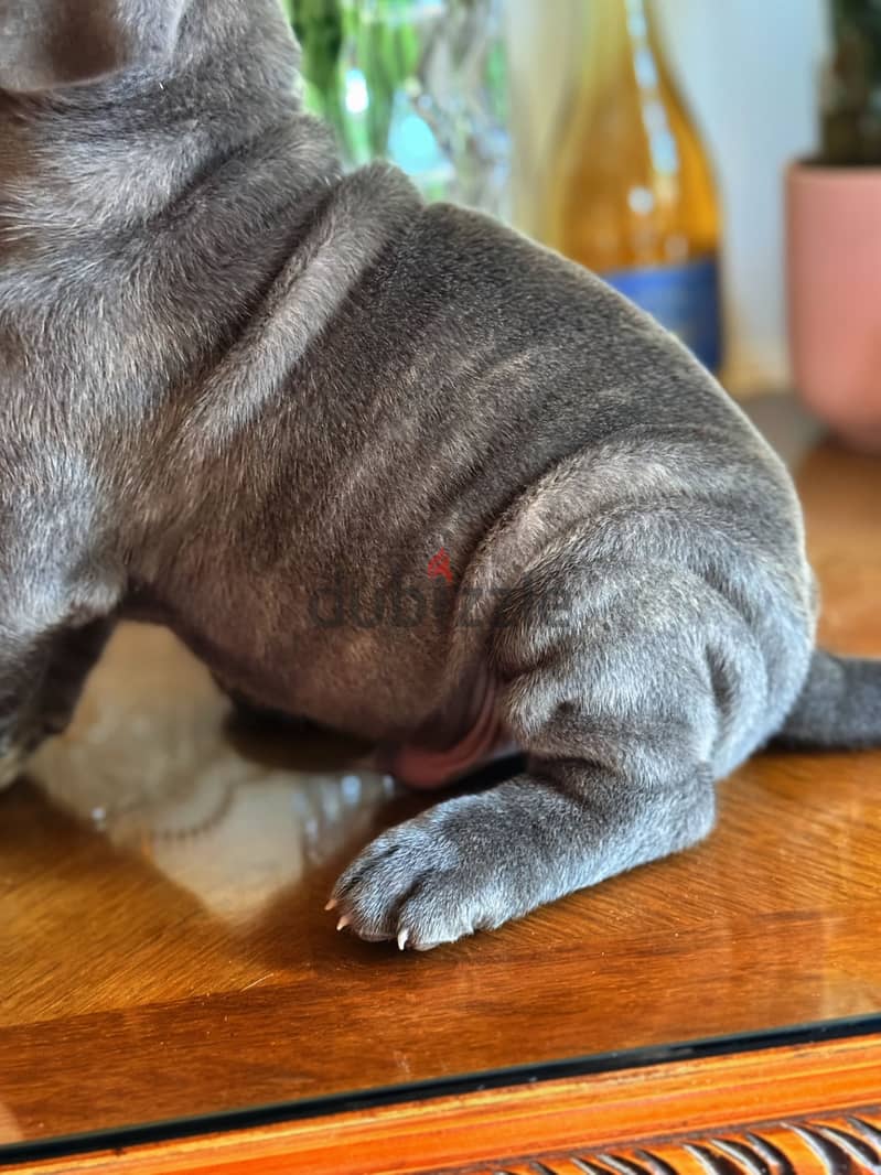 Cane Corso Puppy 4