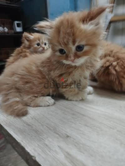 قطط شيرازى بيور للبيع