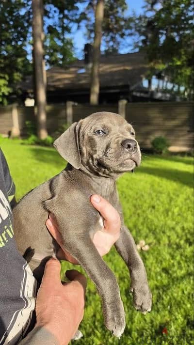 Pit bull terrier puppy boy from Russia