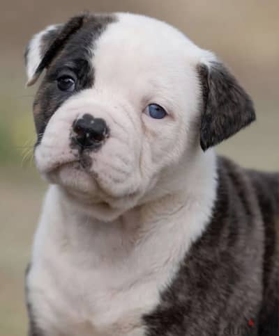 American bulldog puppy female from Russia