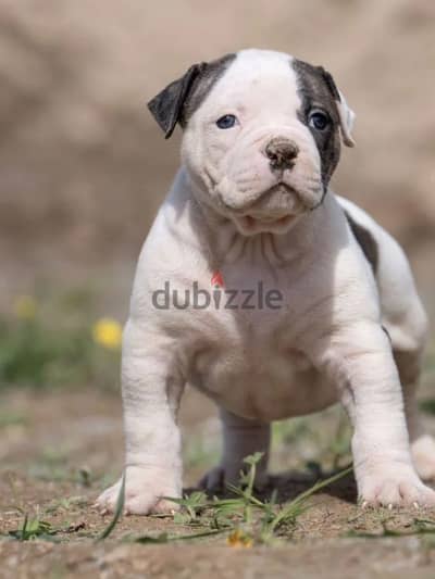 American bulldog puppy boy from Russia