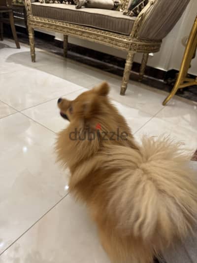 انثى بوميرينيان عمر سنه Fox Face سلاله بيور