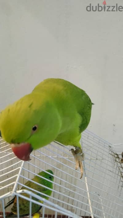 بغبغان دره هندي متكلم  للبيع