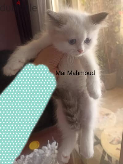 girl ragdoll picolor pure