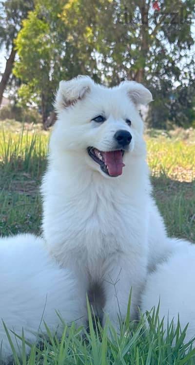 وايت جيرمين_ White German وايت جيرمين_ White German