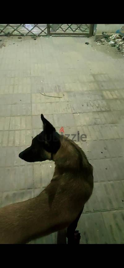كلب مالينو عمر سبع شهور مواصفات عاليه