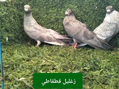 زيادات من فضل الله