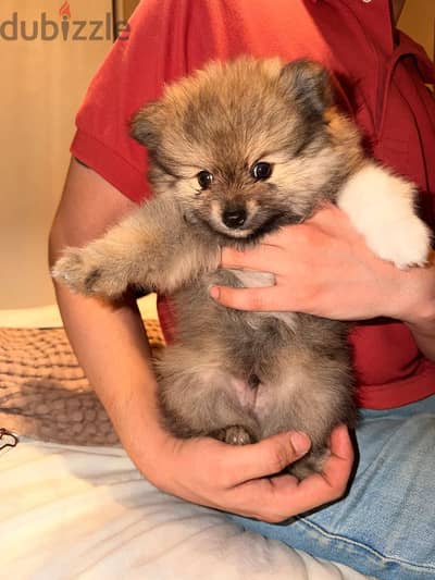 Pomeranian