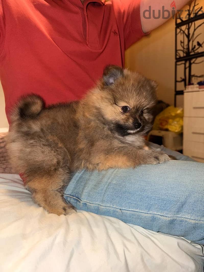 Pomeranian 1