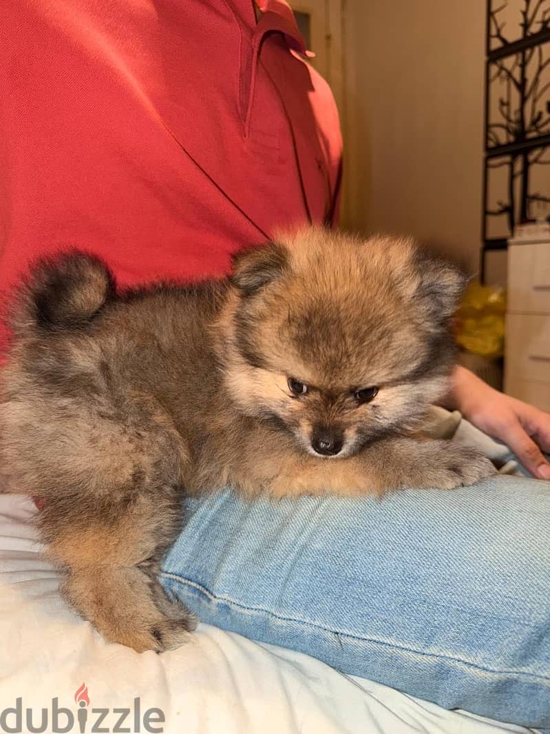 Pomeranian 2