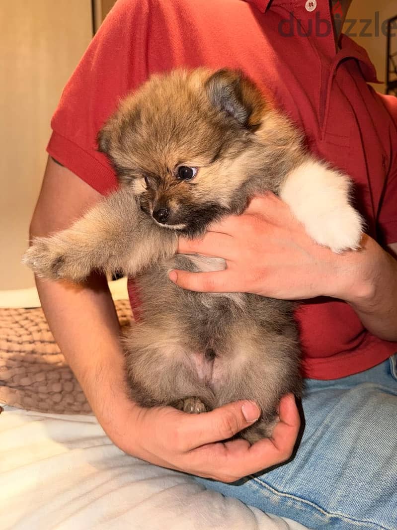 Pomeranian 3