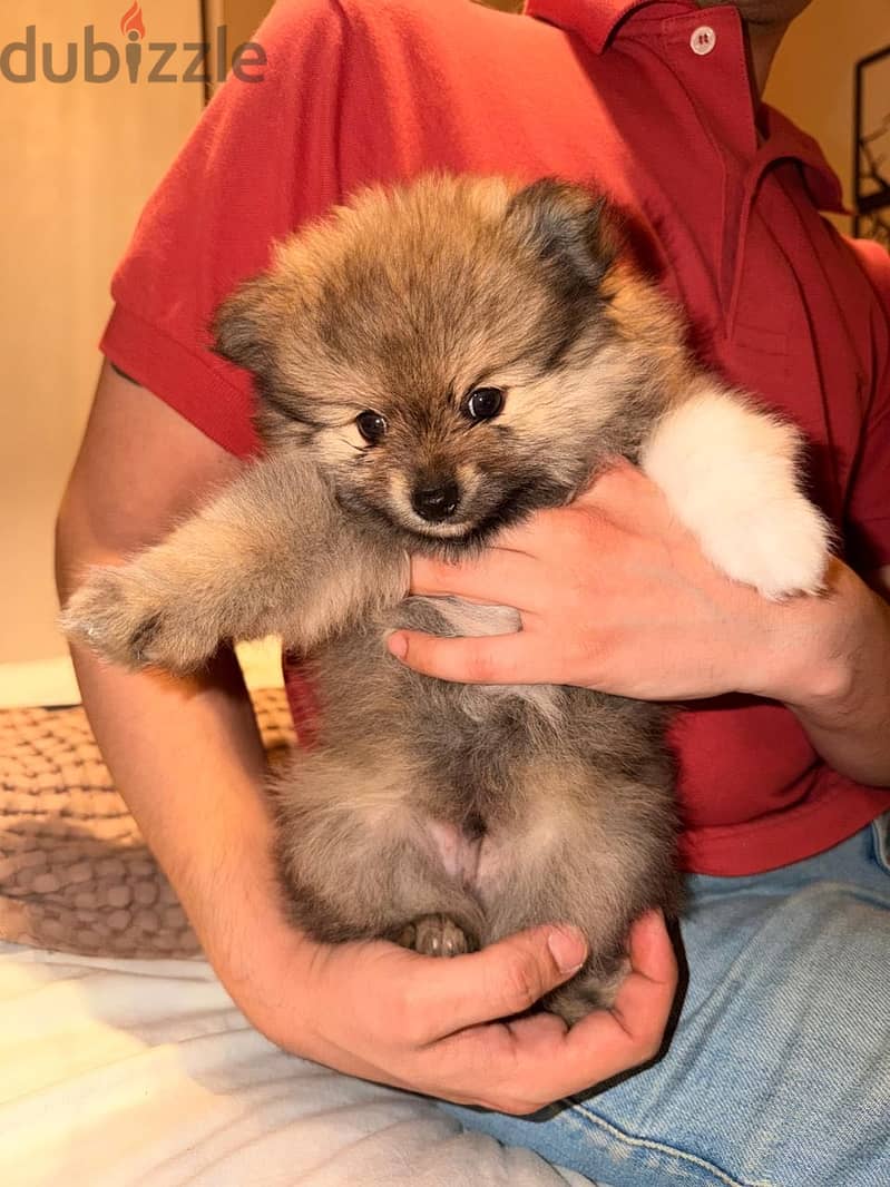 Pomeranian 4