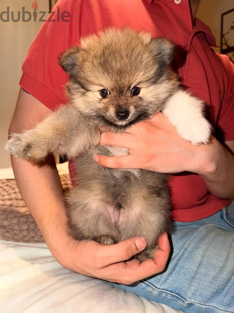 Pomeranian 5