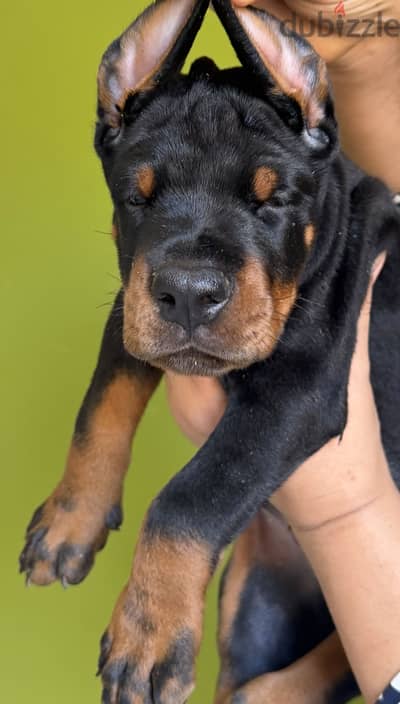 Top doberman puppies
