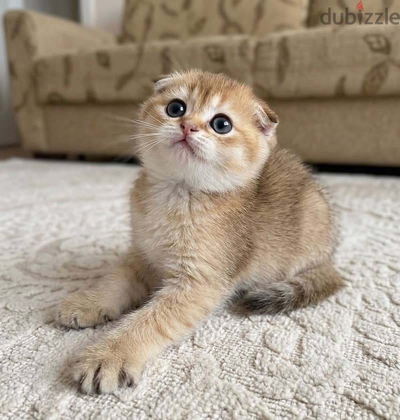 Scottish double fold 1