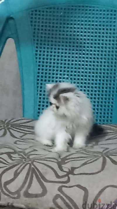 قط زرر من الممنوعات