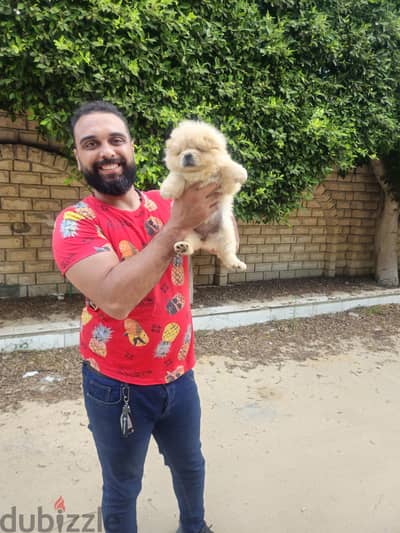 chow chow