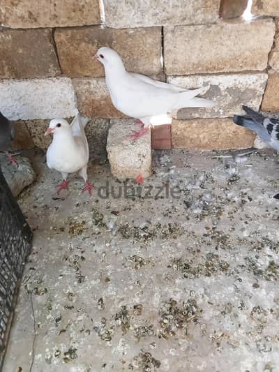 حمام فرنسي