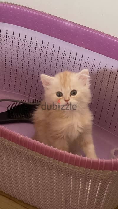 Shirazi kitten