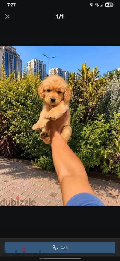 مطلوب كلب للتنبي جولدين