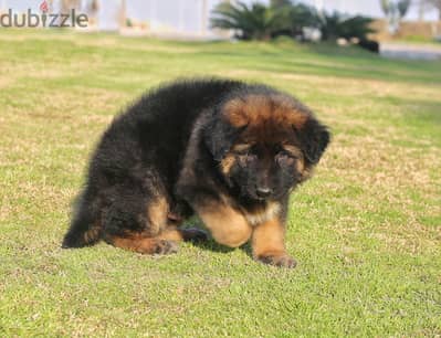 German shepherd  الراعي الألماني  جراويت جيرمن شيبرد