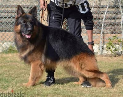 German shepherd  الراعي الألماني  جراويت جيرمن شيبرد