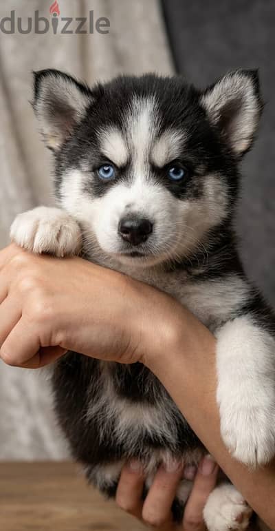Husky - هاسكي - جراوي هاسكي
