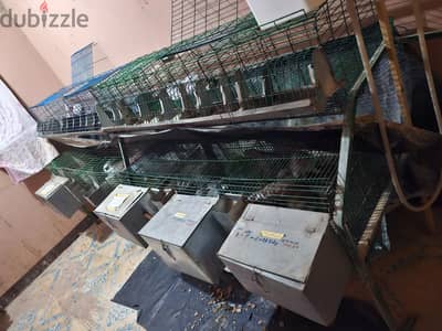 بطارية ارانب للبيع فى ملوى
