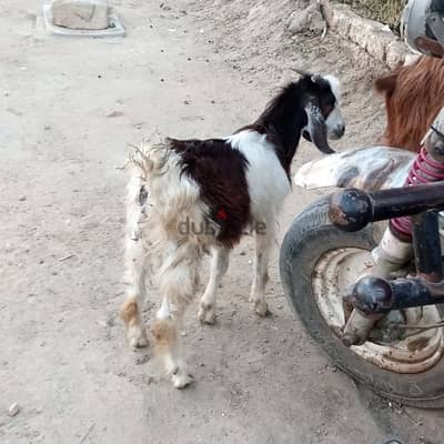 جدي عمر 5 شهور بحبه رق التواصل 01226270571