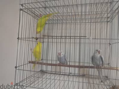 شبابات استرالي