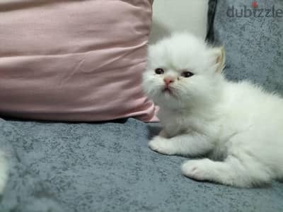 ولد هيمالايا بيور ،،٤٠ يوم الجيزه هرم