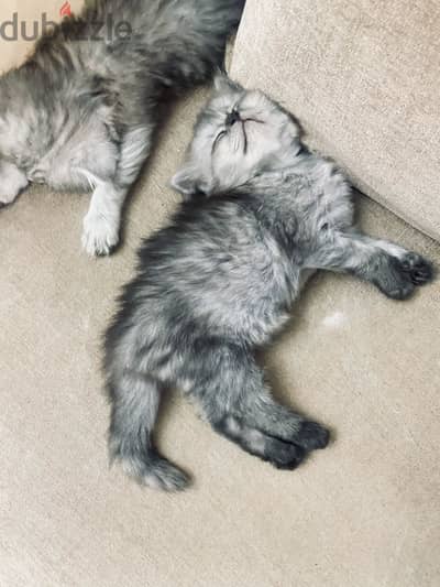 A Two-Month Persian Kitten